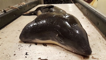 La criatura marina de dos