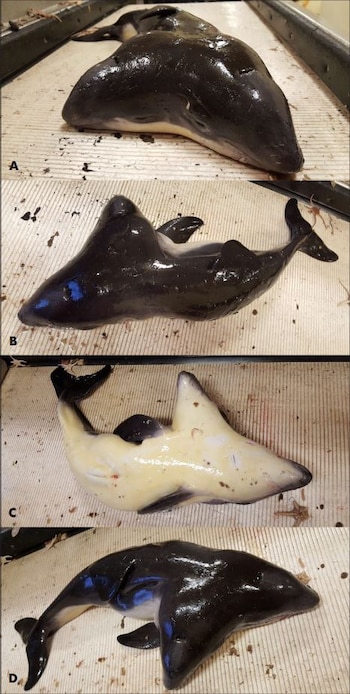 Las imágenes tomadas por los