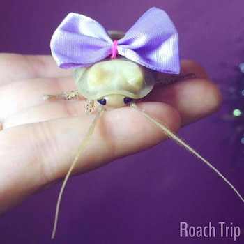 Esta foto llevó a la