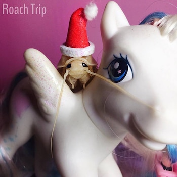 Las cucarachas de Madagascar pueden