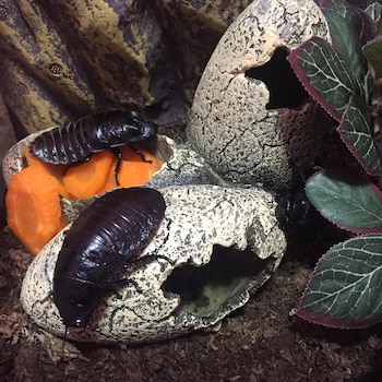 Son de clima tropical por