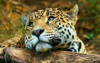 “Al yaguareté lo salvamos los