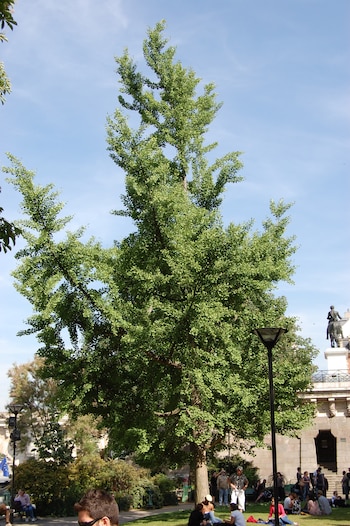 Un ejemplar de Ginkgo biloba