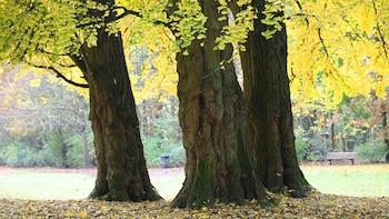 El Ginkgo biloba fue el