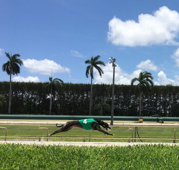 Atascocita Laden en una carrera