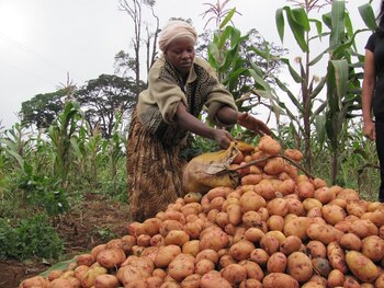 Mujer cultivando patatas en Kenia