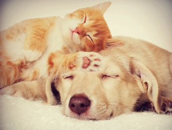 La compulsión a apretujar un