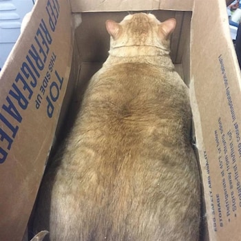 Fotografía de Symba, el gato