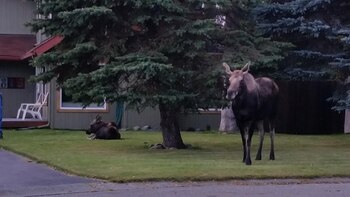 Una gran parte de los