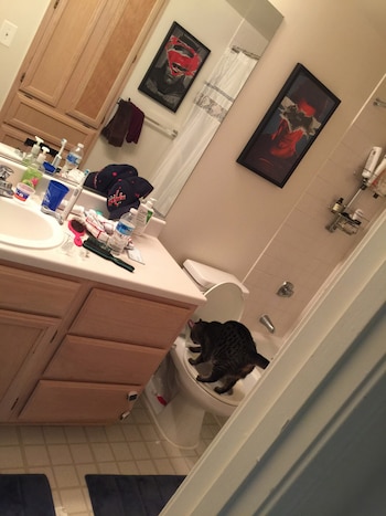 Fuzz convenció a su dueño