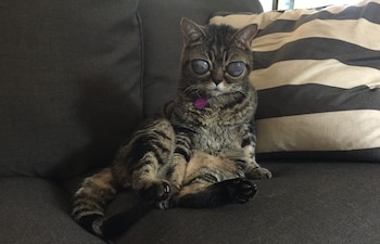 Los veterinarios no lograban dar