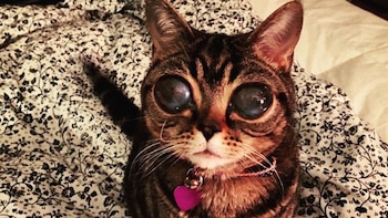 De cachorra lucía un aspecto