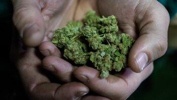 Flores de cannabis, su cultivo