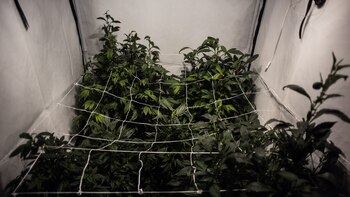 Técnica de cultivo conocida como