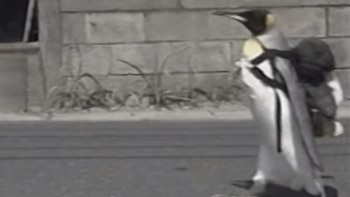 Esta simpática pingüina se pasea
