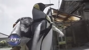 El vídeo de esta simpática