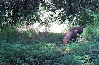 El hallazgo tuvo lugar en