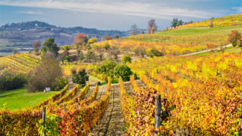 Viñedos del Piamonte Italiano, uno