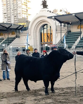 El toro Angus “Don Pablo”,