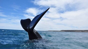 Las ballenas pudieron ser cazadas
