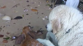 El perro se sumergió al