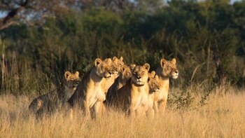 Los cachorros de Xanda. Ya