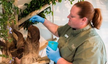 Un perezoso, alimentado por el