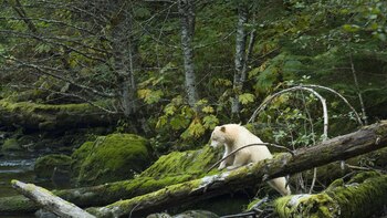 El bosque del Gran Oso