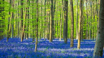 Es un increíble bosque belga