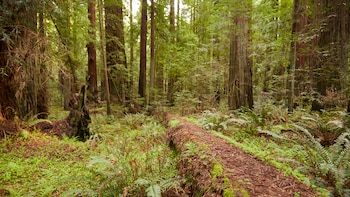 El Humboldt Redwood cuenta con