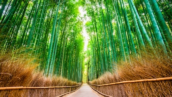 Tal como su nombre lo