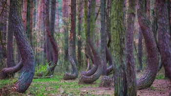 El Bosque “torcido” de Gryfino,