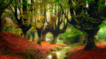 El bosque de Otzarreta es