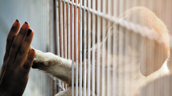 Los refugios albergan cientos de