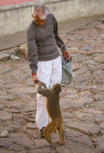 Su transmisión se produce por