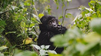 Esta nueva epidemia se la