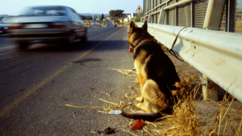 Perros en situación de abandono,