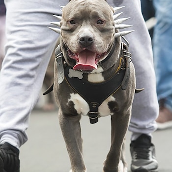 Los dos perros fueron asesinados
