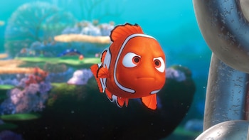 Los peces payaso se esconden