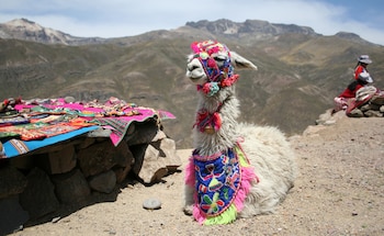 Señalada, los animales se visten