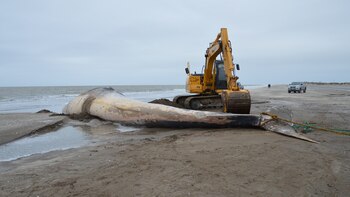 Encontraron una ballena de 16