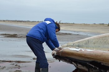 El ejemplar sería de la