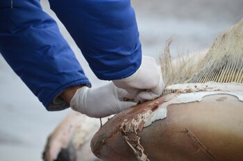 La ballena tenía dos sogas