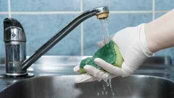 Esponjas acumulan gran cantidad de