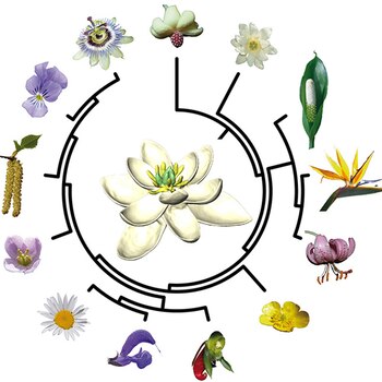 Las especies de flores de