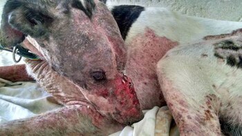 A Onur le dedicaron el