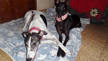 Inseparables. Onur trabó una relación