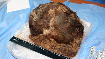 (Instituto Desarrollo del Norte Rusia)