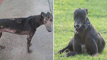 A Thelma la tiraron herida