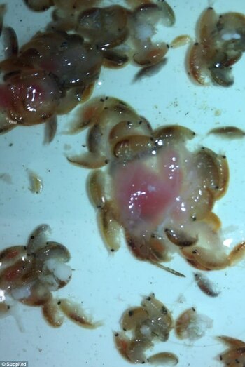 Los crustáceos comiendo la carne